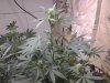 988432_686768971384474_6254724751672942497_white widow 1 day 40.jpg