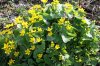 Marsh Marigold.jpg