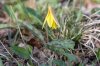 Trout Lilly.jpg