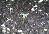 seedling01.jpg