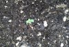 seedling02.jpg