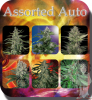 buddha-assorted-auto-feminised-seeds_500.png