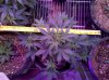 Auto_Assassin-top-day32.jpg