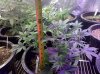 Auto_Assassin-side-day33.jpg