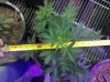 Auto_Assassin-top-day33.jpg