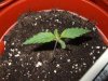 Day 6 Dutch Passion Strain D New StrainTest Grow 021.jpg