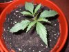 Day 11 Dutch Passion Strain D New StrainTest Grow 014.jpg