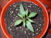 Day 11 Dutch Passion Strain D New StrainTest Grow 019.jpg