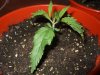 Day 11 Dutch Passion Strain D New StrainTest Grow 024.jpg