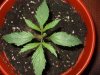 Day 11 Dutch Passion Strain D New StrainTest Grow 026.jpg