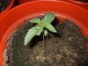 Day 11 Dutch Passion Strain D New StrainTest Grow 028.jpg