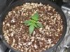 Pink Grapefruit Day 13.jpg