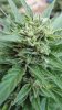 Sweet Tooth Auto 1 main bud 2.jpg