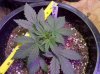 Black_Jack-top-day24.jpg