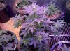 Auto_Assassin-top-day37.jpg