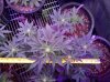 Auto_Assassin-top-day40.jpg