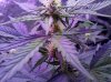 Auto_Assassin-bud-day40.jpg