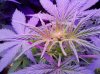 Big_Devel#2-bud-day26.jpg