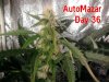 Automazar top bud day 36 .jpg