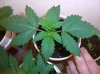 MYSTERY KUSH1_12-15-11.JPG