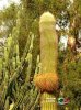 willy cactus.jpeg