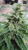 Sweet Tooth Auto 3  main bud close up.jpg