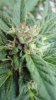 Magnum 2 main bud close up.jpg