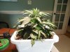 Second Grow-Day  19 005.jpg