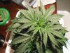 Second Grow-Day  19 007.jpg