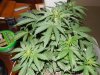 Second Grow-Day  19 009.jpg