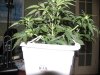 second grow-Day 23 004.jpg