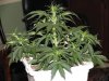 second grow-Day 23 007.jpg