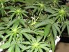 second grow-Day 23 009.jpg