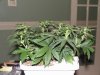 second grow-Day 23 010.jpg