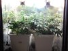 Second Grow --Day 28 001.jpg