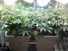 Second Grow --Day 28 002.jpg