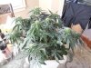 Second Grow-Day 29 001.jpg