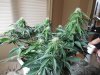 Second Grow-Day 33 001.jpg