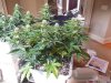 Second Grow-Day 33 002.jpg