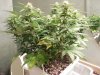 Second Grow-Day 33 003.jpg