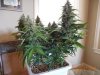 Second Grow-Day 51 004.jpg