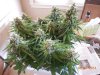 Second Grow-Day 51 005.jpg