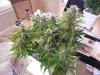 Second Grow-Day 51 009.jpg