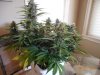 Second Grow-Day 51 010.jpg