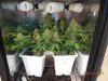 Second Grow-Day 51 012.jpg