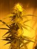 RRF top bud day 35.jpg