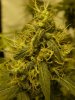 Russian Rocket Fuel Bud day50.jpg