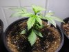 Northern Lights Day 16.jpg