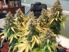 Second Grow - Chop 001.jpg