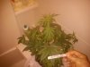 Week6BloodySkunk-DevilCream 004.jpg